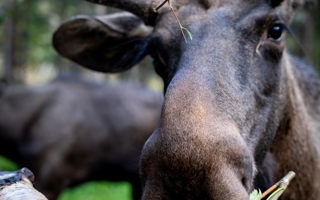 Meet a moose (VIP Tour)