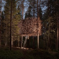 Bird’s nest