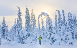 Explore the magnificent arctic forest on skis