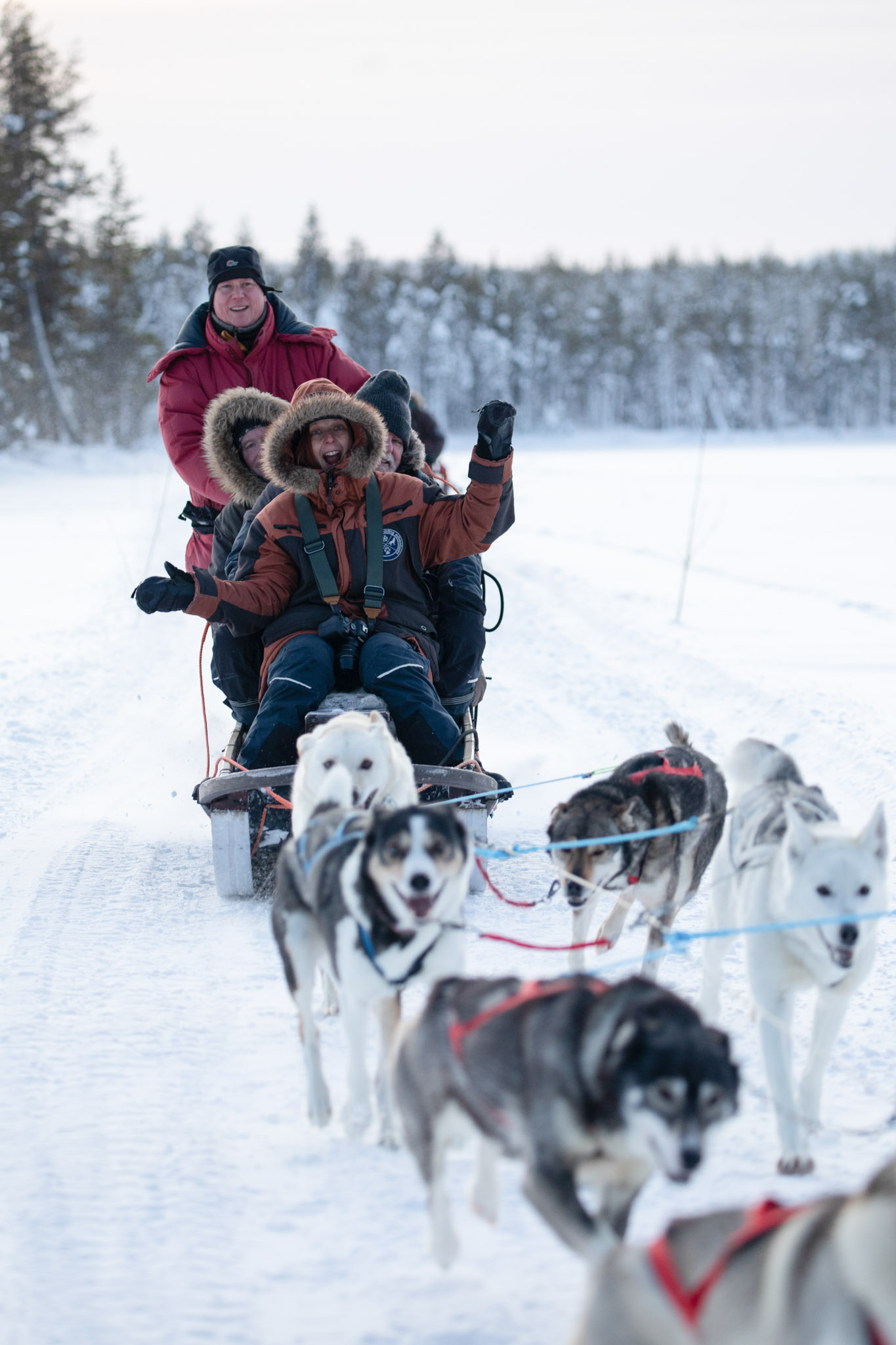 Treehotel.se - A day of dog sledding